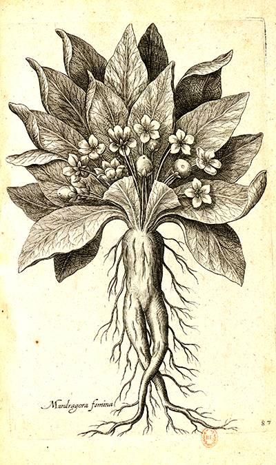 Gravure de mandragore